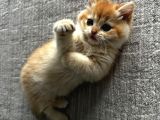 Ny12 British Shorthair Golden