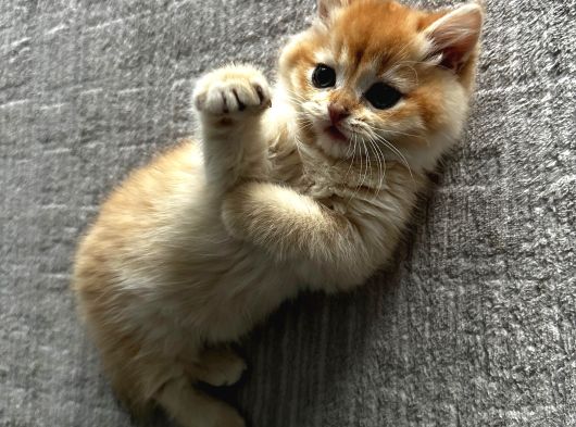 Ny12 British Shorthair Golden görsel
