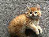 NY12 British shorthair Golden