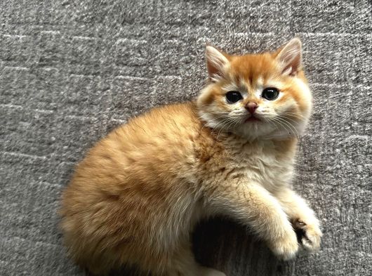 Ny12 British Shorthair Golden