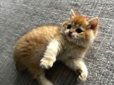 Ny12 British Shorthair Golden