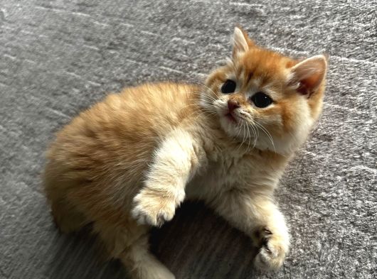 Ny12 British Shorthair Golden görsel
