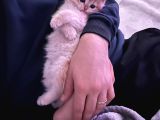 Ny12 British Shorthair Golden