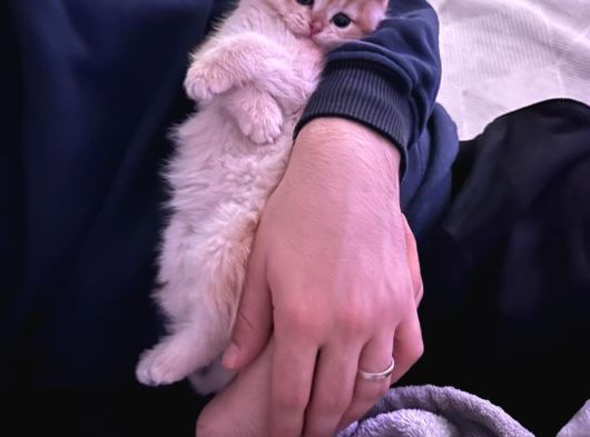 Ny12 British Shorthair Golden görsel