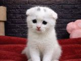 Scottish Fold Yavrulari Vonalp Pet Garantisiyle