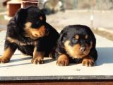 Kocakafa Rottweiler Yavrular