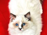 Ragdol kedi