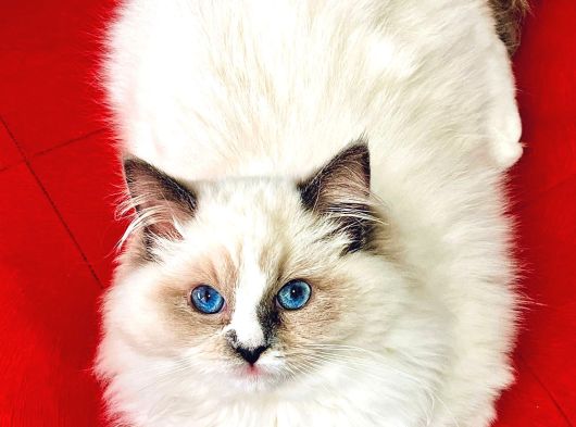 Ragdol Kedi