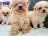 Morkie Yavrularımız