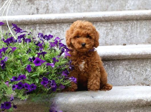 Toy Poodle Yavrularımız