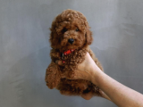 Toy Poodle Yavrularımız