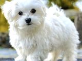 Maltese Yavrularımız