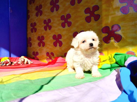 Maltese Yavrularımız görsel
