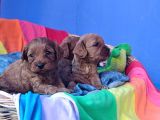 Cavapoo Yavrularımız