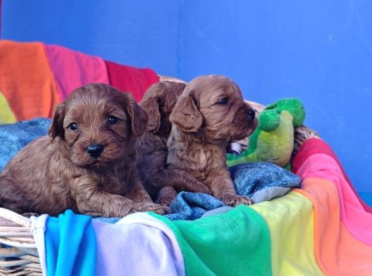Cavapoo Yavrularımız görsel