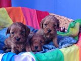 Cavapoo Yavrularımız