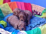 Cavapoo Yavrularımız