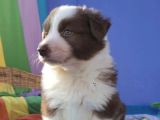 Border Collie Yavrularımız