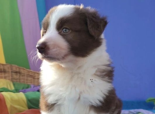 Border Collie Yavrularımız