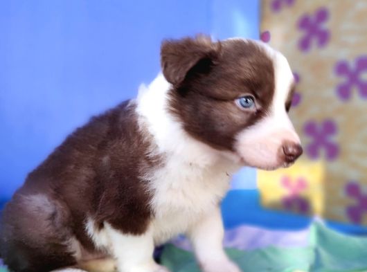 Border Collie Yavrularımız görsel