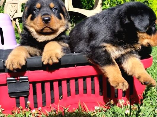 Macar Rotweiler görsel