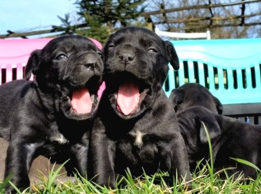 A Class Cane Corso görsel