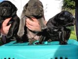A Class Cane Corso