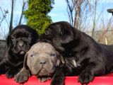 A Class Cane Corso