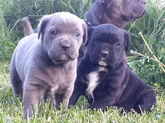 A Class Cane Corso
