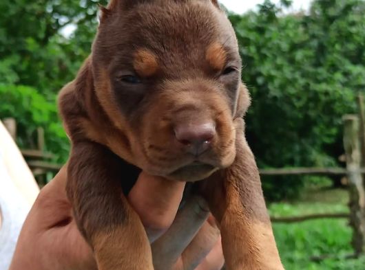 King Doberman görsel