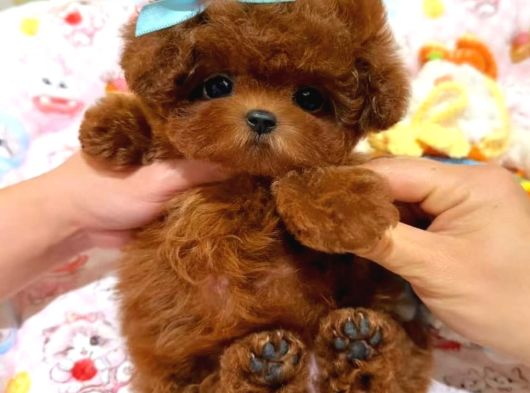 Türkiyenin En Güzel Core Poodle Bebekleri görsel