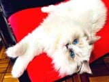 Ragdol Kedi