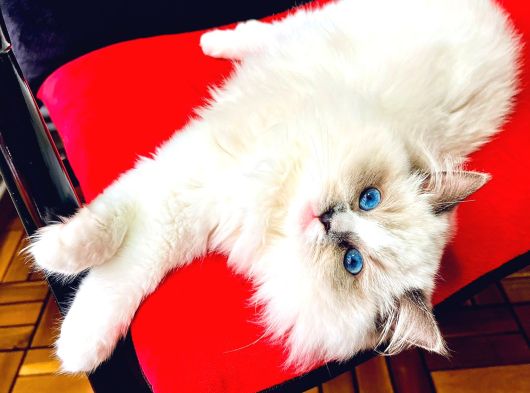 Ragdol Kedi görsel