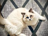 Ragdol Kedi