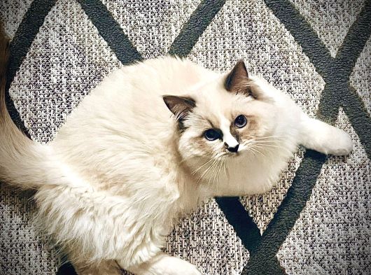 Ragdol Kedi görsel