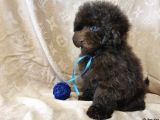 Chocolate Brown Teacup Kore Poodle 4 Ay 9