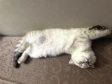 Scottish Fold Beyaz Renk Mavi Gözlü