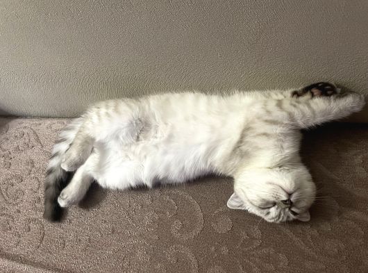 Scottish Fold Beyaz Renk Mavi Gözlü görsel