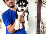 SİYAH MAVİ GÖZ ÜST KALİTE HUSKY YAVRULAR