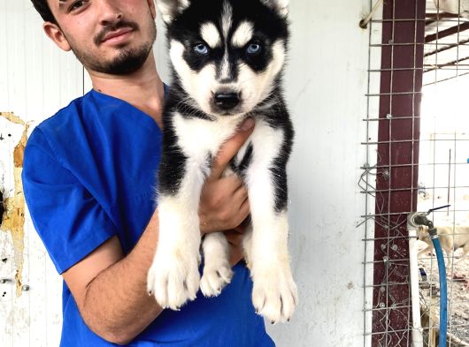SİYAH MAVİ GÖZ ÜST KALİTE HUSKY YAVRULAR