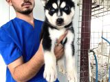 Si̇yah Mavi̇ Göz Üst Kali̇te Husky Yavrular