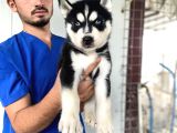 Si̇yah Mavi̇ Göz Üst Kali̇te Husky Yavrular