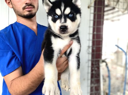 Si̇yah Mavi̇ Göz Üst Kali̇te Husky Yavrular görsel