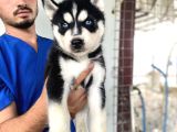 Si̇yah Mavi̇ Göz Üst Kali̇te Husky Yavrular