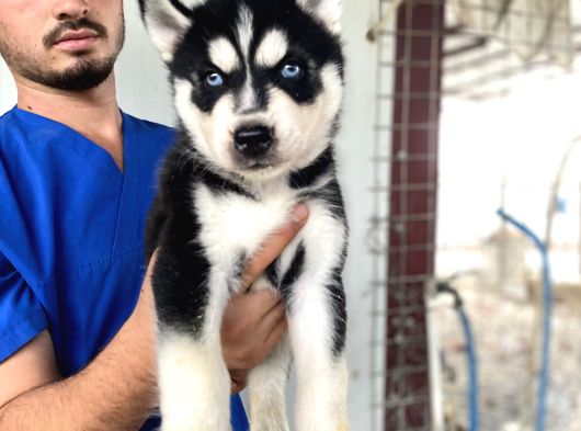 Si̇yah Mavi̇ Göz Üst Kali̇te Husky Yavrular görsel
