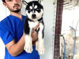 Si̇yah Mavi̇ Göz Üst Kali̇te Husky Yavrular