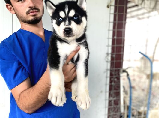 Si̇yah Mavi̇ Göz Üst Kali̇te Husky Yavrular görsel