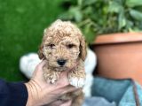 Poodle ve Maltipoo Yavrular Cep no 0505 591 1855
