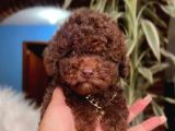 Chocolate Brown Teacup Kore Poodle 4 Ay 9