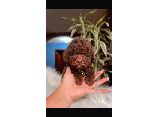 Chocolate Brown Teacup Kore Poodle 4 Ay 9 görsel